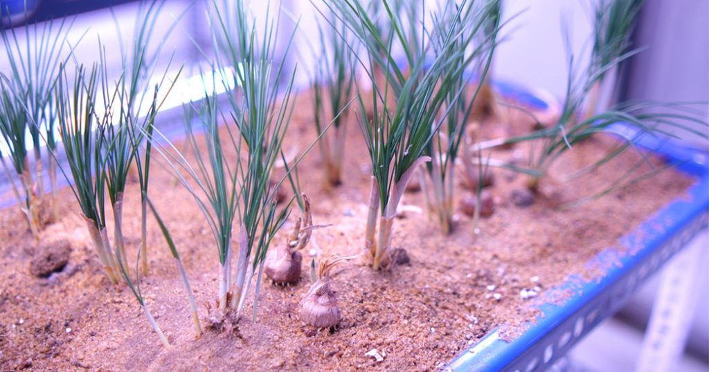 Growing Gold at Home: The Inspiring Saffron Success Story of James Kappani