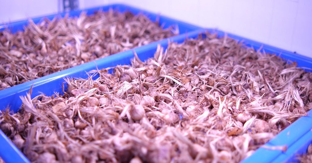 Growing Gold at Home: The Inspiring Saffron Success Story of James Kappani