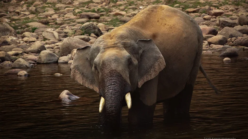 Anakulam: Kerala’s Village Where Wild Elephants Come for a Daily Drink