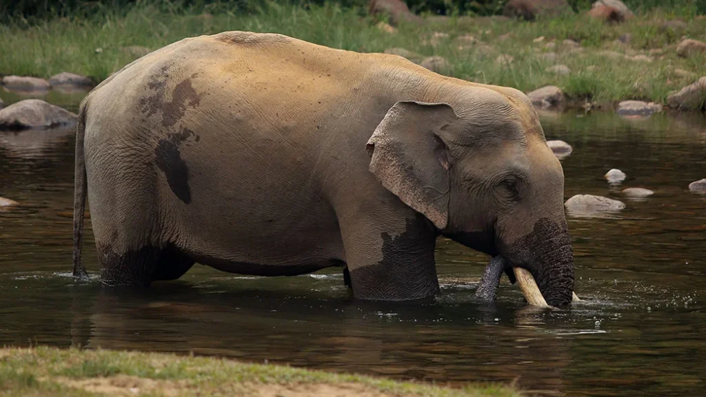 Anakulam: Kerala’s Village Where Wild Elephants Come for a Daily Drink