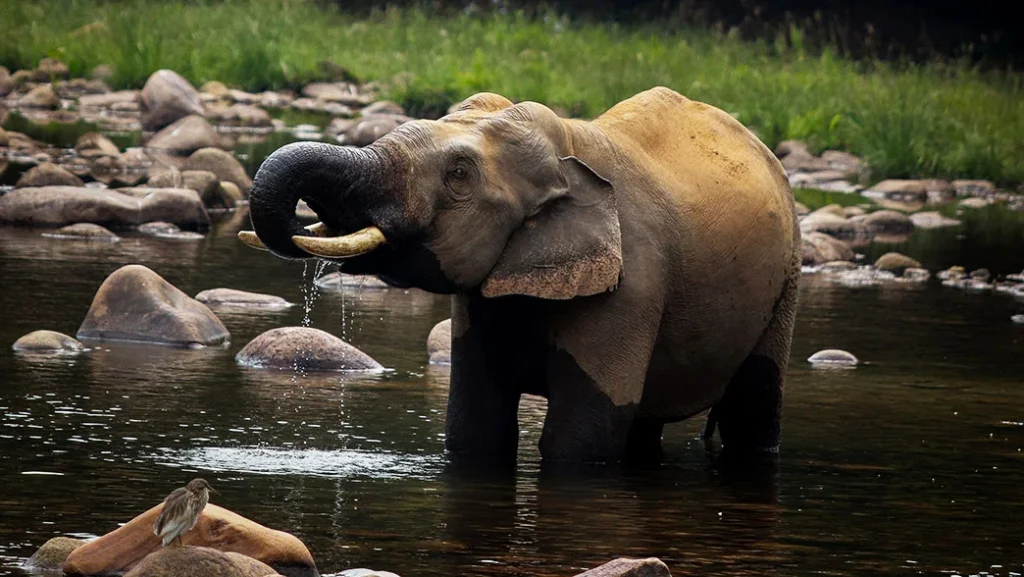 Anakulam: Kerala’s Village Where Wild Elephants Come for a Daily Drink